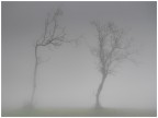 fratelli spogli nella nebbia fratelli spogli nella nebbia