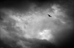 Aquila solitaria Aquila solitaria
