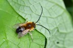Eucera longicornis Eucera longicornis