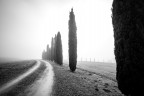 nebbia con cipressi nebbia con cipressi
