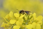 Andrena su fiore giallo
