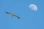 La cicogna e la luna La cicogna e la luna