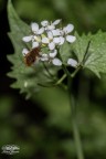 Bombylius major Bombylius major