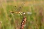 libellula libellula