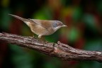 occhiocotto femmina occhiocotto femmina