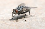 mosca mosca