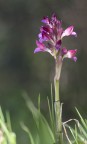 Anacamptis papilionacea Anacamptis papilionacea