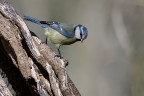 Cinciarella Cinciarella