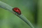 Coccinella Coccinella