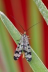 Mosca scorpione Mosca scorpione