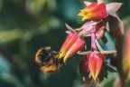 https://www.flickr.com/photos/giovanniq/55244538144/in/dateposted-public/