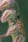 https://www.flickr.com/photos/giovanniq/55245520967/in/dateposted-public/