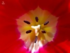 tulipano tulipano