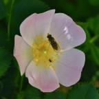 Macro senza pretese che pubblico perch� mi piace questo fiore, che nasce spontaneo a cespugli nella mia zona, chiamata popolarmente rosa puttanella. Commenti e critiche gradite!