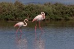 Fenicotteri rosa Fenicotteri rosa