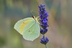 Gonepteryx rhamni Gonepteryx rhamni