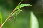 Tettigonia.