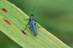 Oedemera nobilis Oedemera nobilis