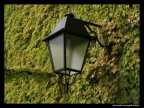 L'Edera....traviata