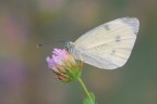 Pieris-rapae_Cavolaia-minore_DSC0182