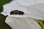 Diventer� una coccinella...