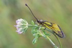 Libelloides-coccajus_DSC02144 Libelloides-coccajus_DSC02144