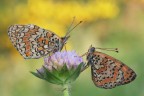 Melitaea-phoebe-e-Melitaea-didyma Melitaea-phoebe-e-Melitaea-didyma