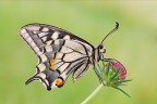 Papilio machaon Papilio machaon