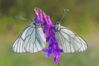Aporia crataegi