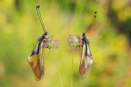 Libelloides coccajus Libelloides coccajus