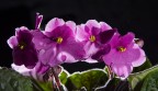 violetta africana