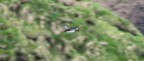 Puffin in volo (un primo tentativo)