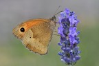 Maniola jurtina in alimentazione