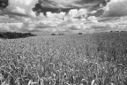 Campo Campo