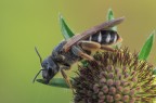 Halictus-rubicundus_Halictidae_