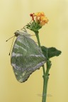 Argynnis-paphia_DSC00530