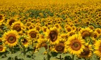 girasoli (2)