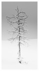 piccolo solitario nell'inverno piccolo solitario nell'inverno