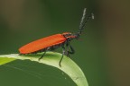 Dictyoptera-aurora_DSC04284_ Dictyoptera-aurora_DSC04284_