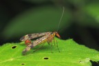 Panorpa-communis_Mosca-scorpione_DSC04382_ Panorpa-communis_Mosca-scorpione_DSC04382_