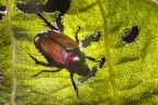 Questoiesserini mi hanno  praticamente divorato la pianta del Pruno, riducendolo a uno scheletro, non so che nome abbia ma sono tantissimi.
scatto senza pretese ma solo per divulgazione.