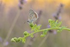 https://www.flickr.com/photos/giovanniq/55374960732/in/dateposted-public/