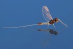 Questi minuscoli insetti vivono poche ore ed hanno l'unico scopo di essere cibo per altre creature, tantoch� non hanno neanche l'apparato buccale. Qui si era appoggiata sul cofano della mia auto, fortunatamente pulita. Date le ridottissime dimensioni, ho usato la lente Raynox 150 e mi sono appoggiato con i gomiti sul cofano. Commenti e critiche gradite!