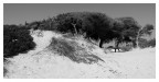 Dune... Dune...
