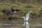 Incursione-aerea_DSC05192_
