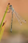 Macro_Rascino_RI_Lug26_7