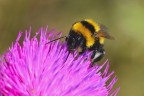 Bombus in alimentazione Bombus in alimentazione