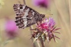 Macro_Rascino_RI_Lug26_a Macro_Rascino_RI_Lug26_a