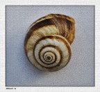 ....spirale aurea....