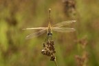 Macro_18Lug26_3